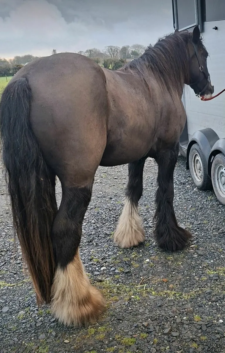 Horse cob pony xc hunt - Image 4