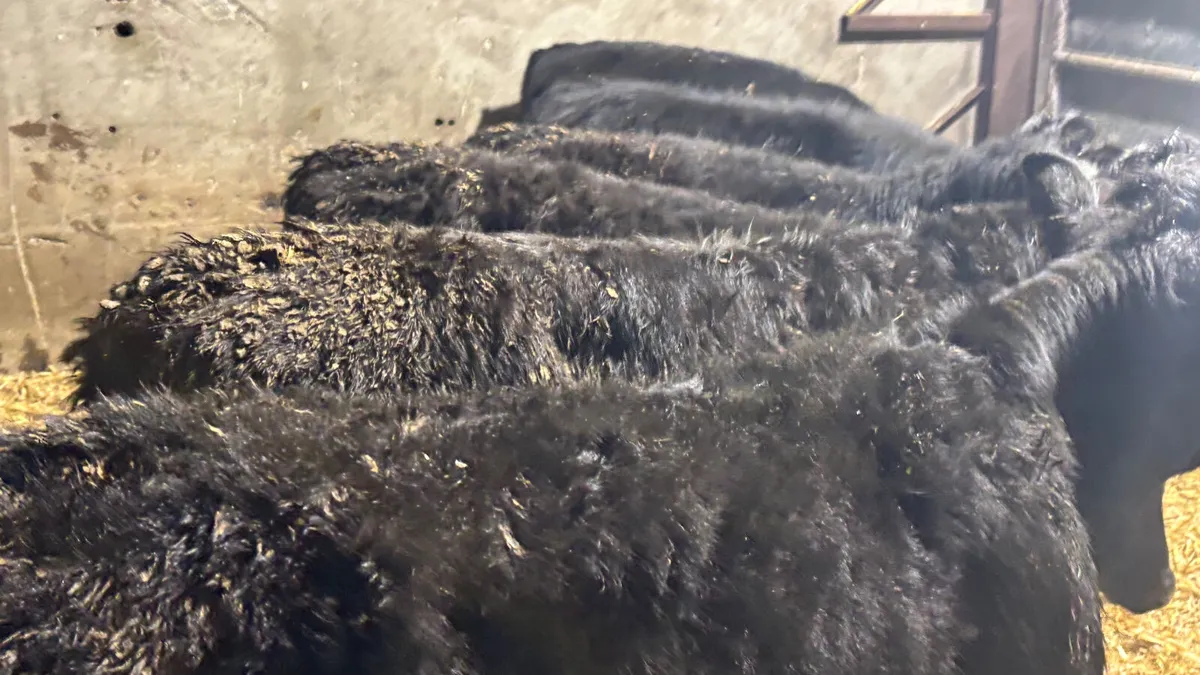 8 Quality Angus Bull Wealings - Image 3