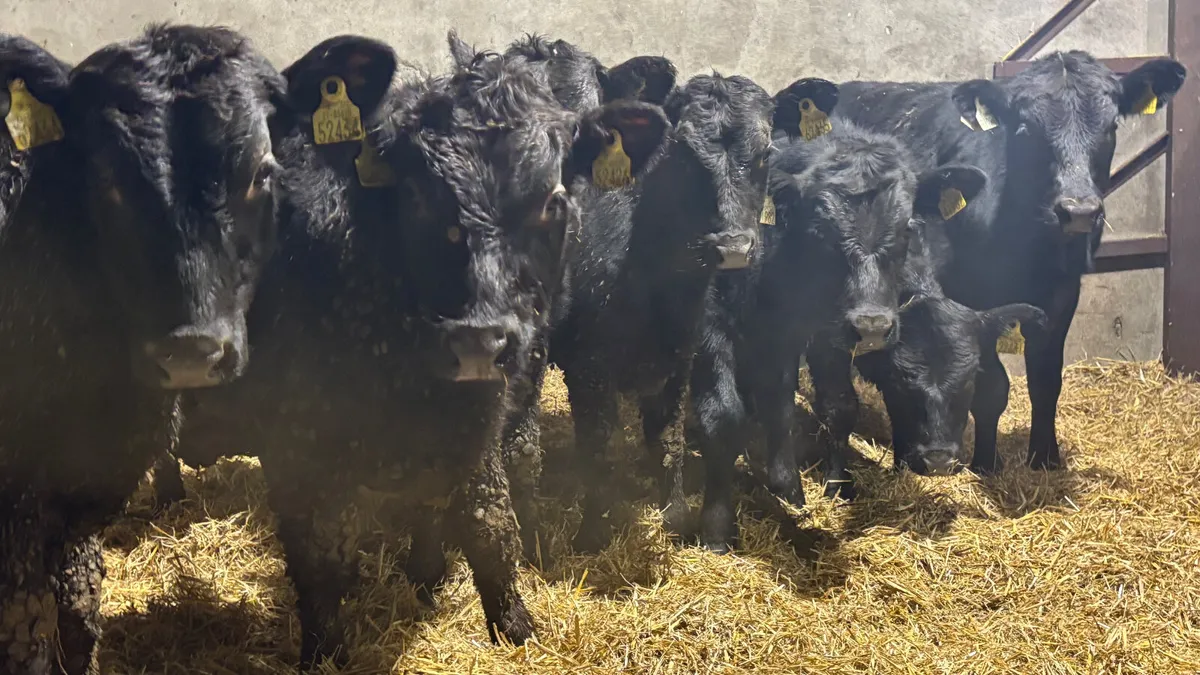 8 Quality Angus Bull Wealings - Image 4