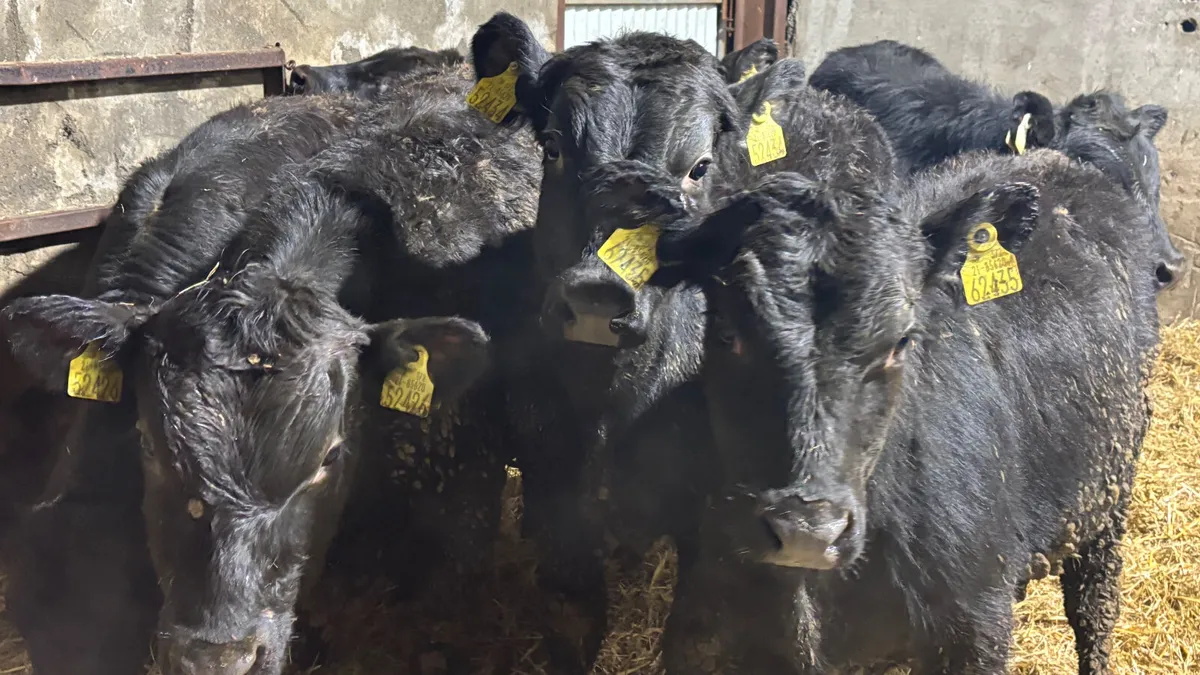 8 Quality Angus Bull Wealings - Image 1