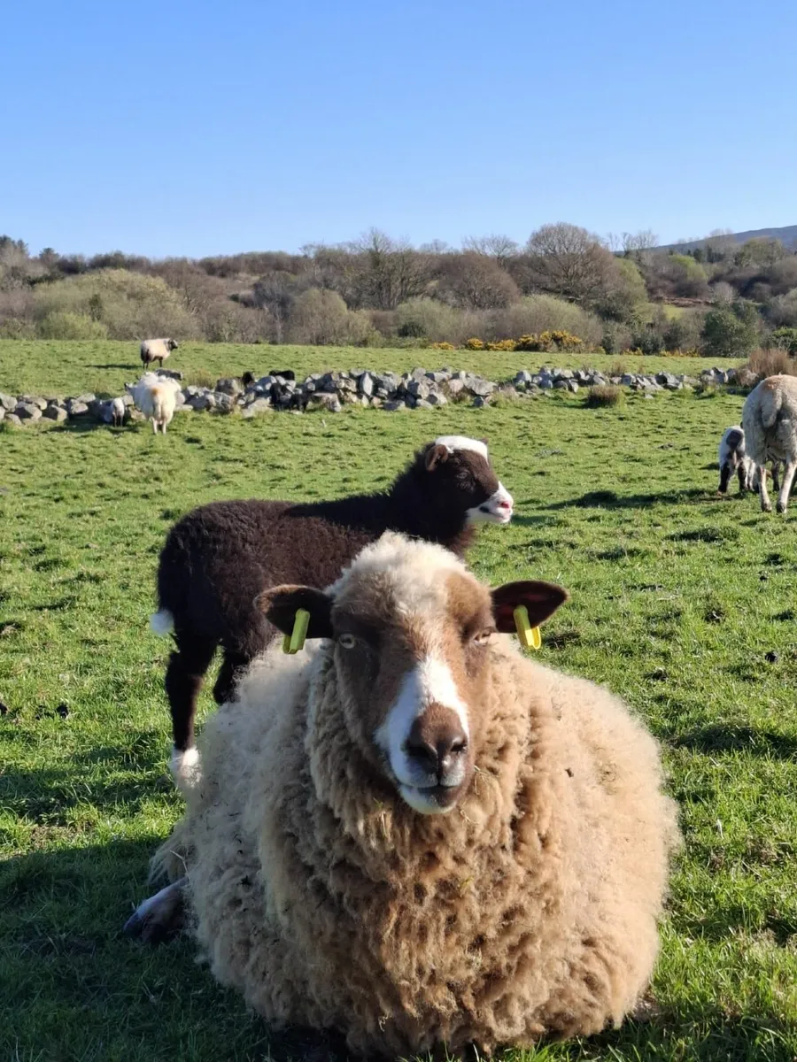Rare breedSheep(Torddu Badger,Black Welsh,Shetland - Image 1