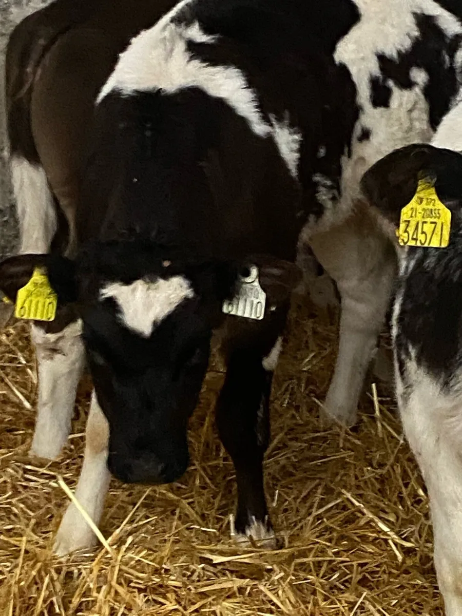 5 SERIOUS QUALITY CONTINENTAL HEIFER CALVES CMC - Image 2