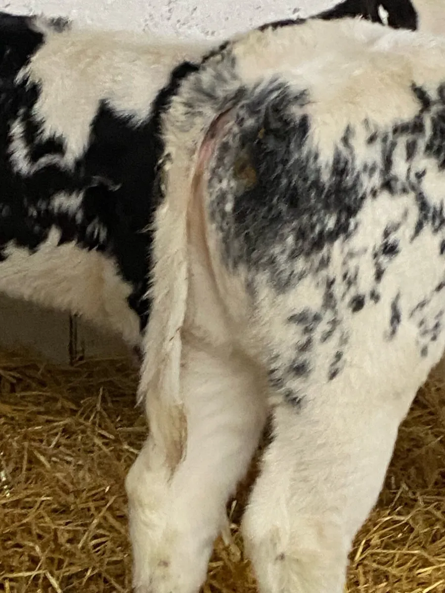 5 SERIOUS QUALITY CONTINENTAL HEIFER CALVES CMC - Image 4