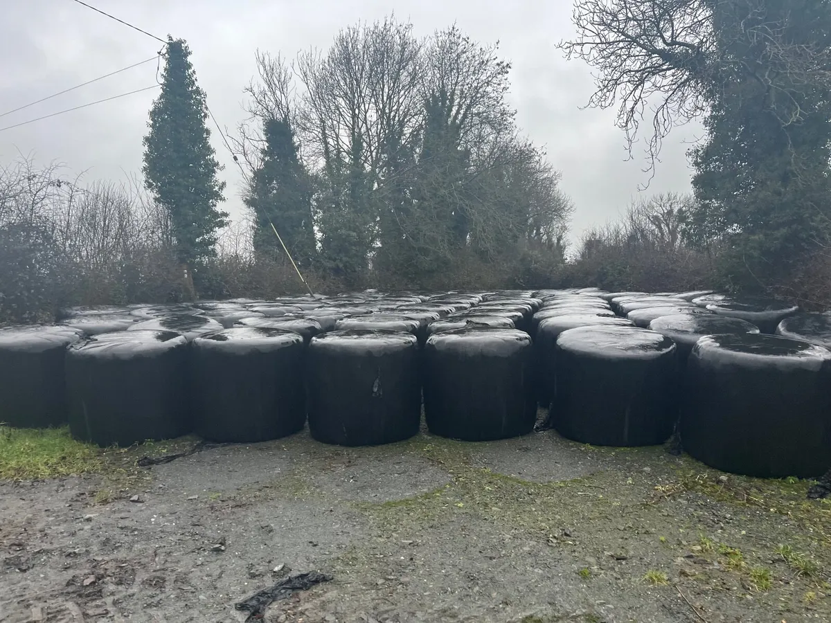 Silage for salw - Image 1