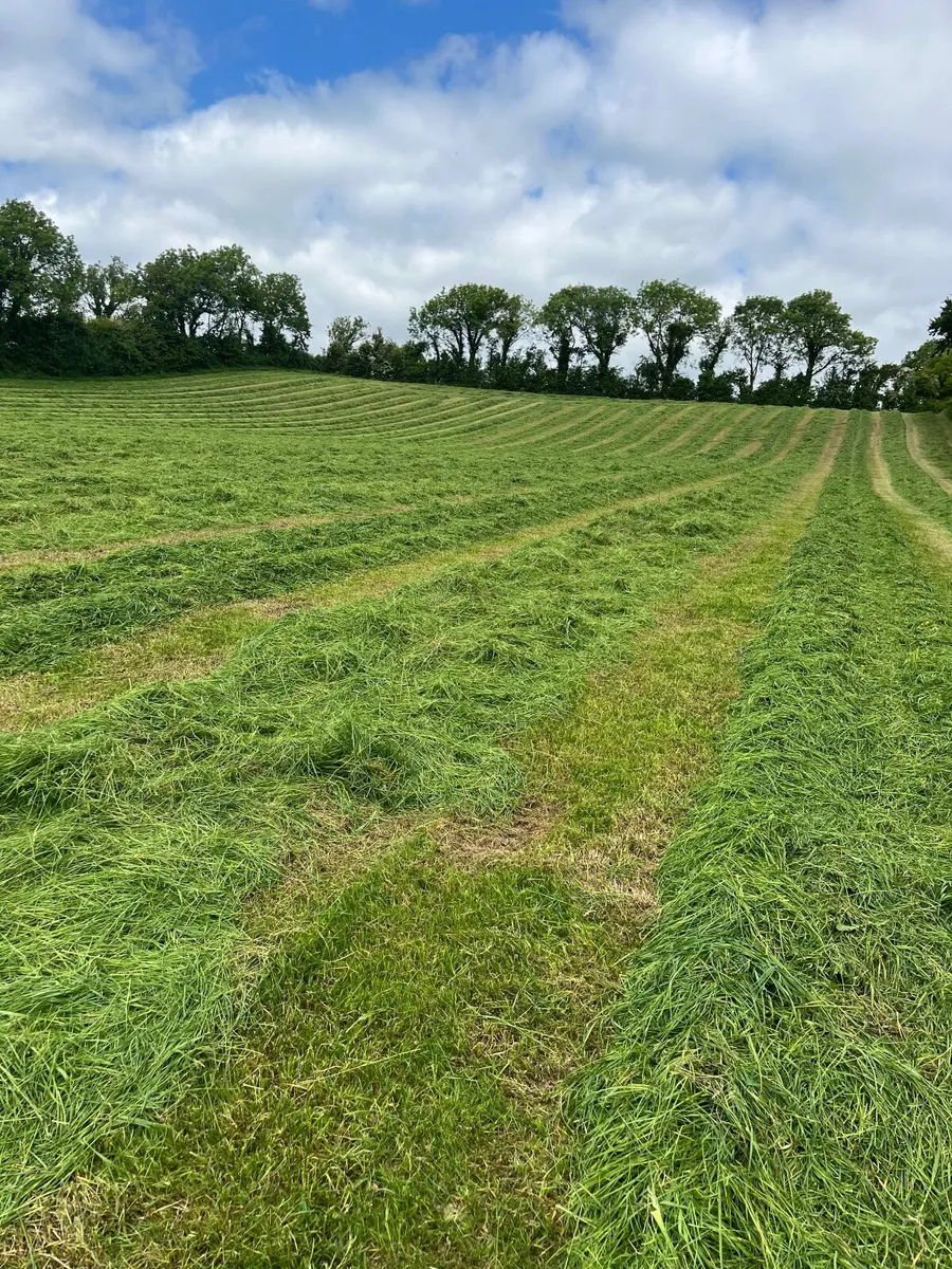 Silage for salw - Image 3