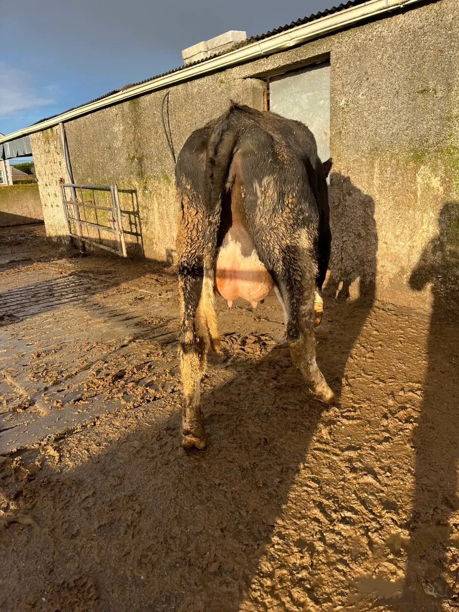 Friesian heifer calved - Image 1