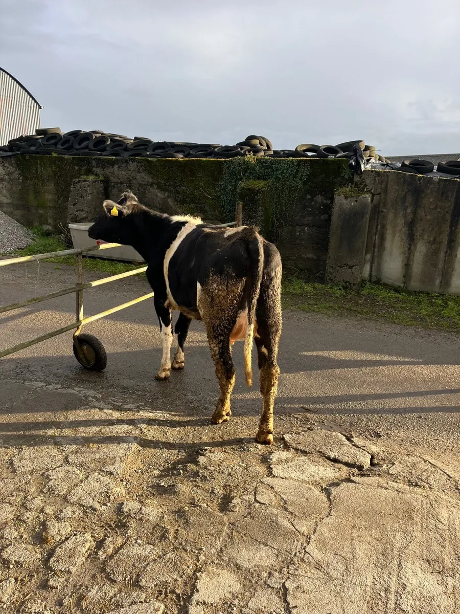 Friesian heifer calved - Image 2