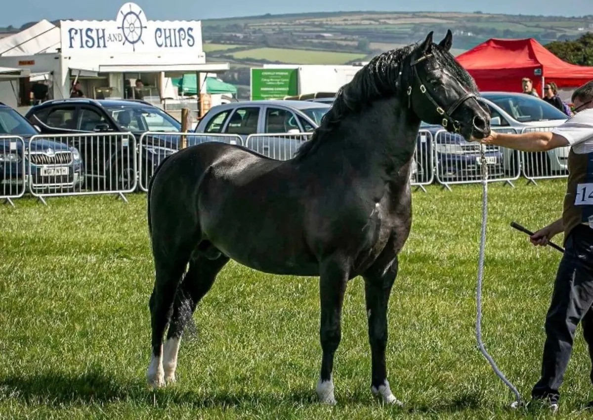 Welsh sec c 2 year old  filly - Image 2