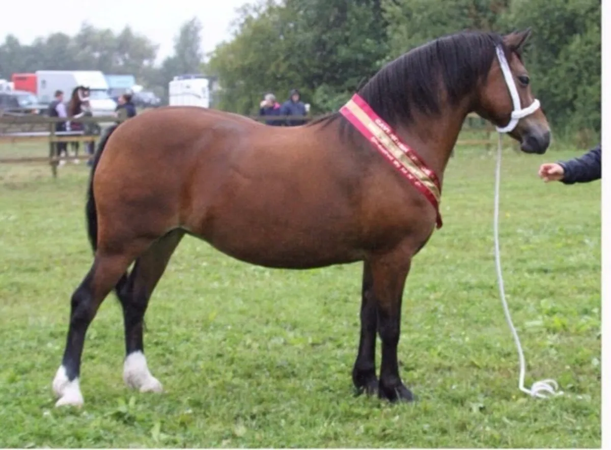 Welsh sec c 2 year old  filly - Image 3