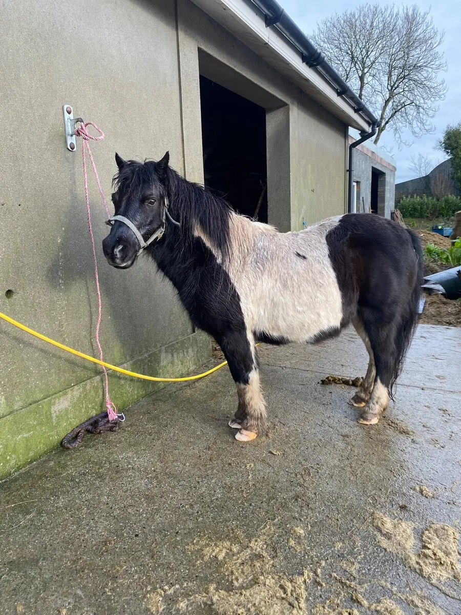 8 year old mare ride and drive - Image 1