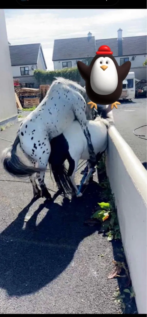 8 year old mare ride and drive - Image 2