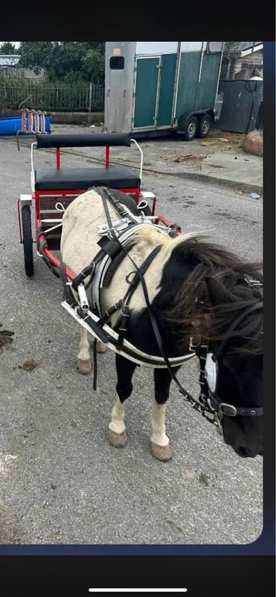 8 year old mare ride and drive - Image 3