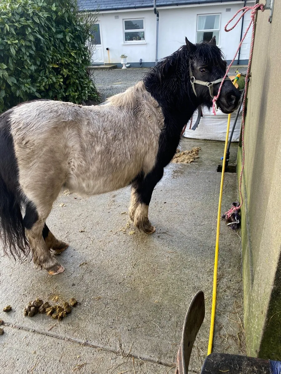 8 year old mare ride and drive - Image 4