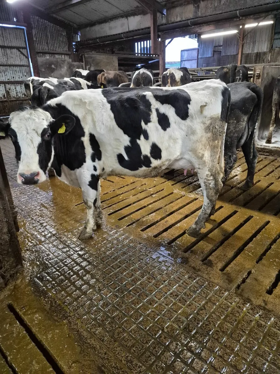 Calved  fr heifers - Image 1