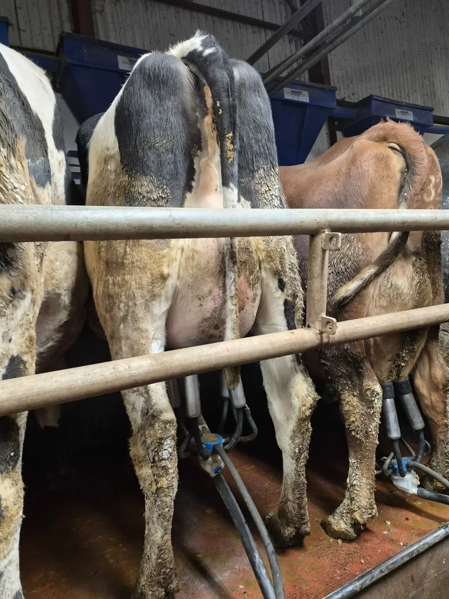 Calved  fr heifers - Image 2