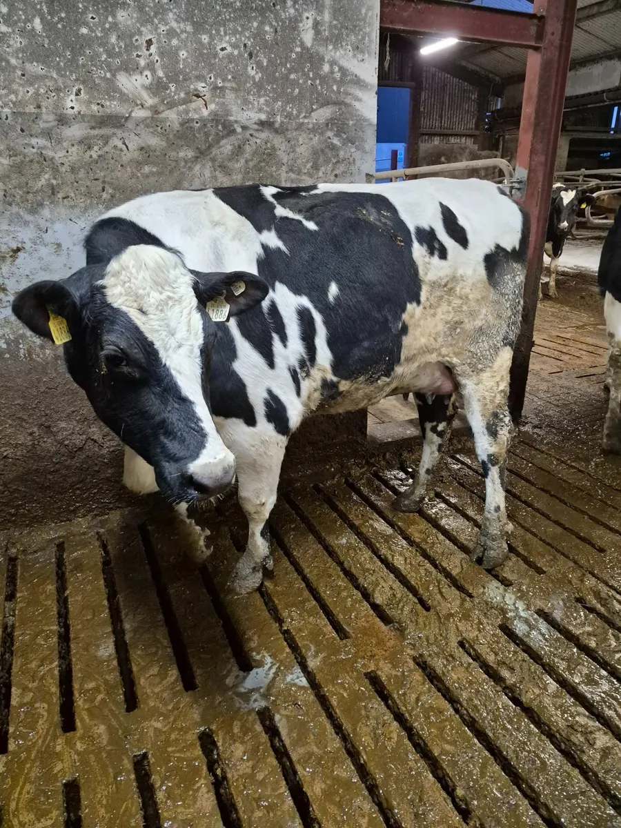 Calved  fr heifers - Image 4