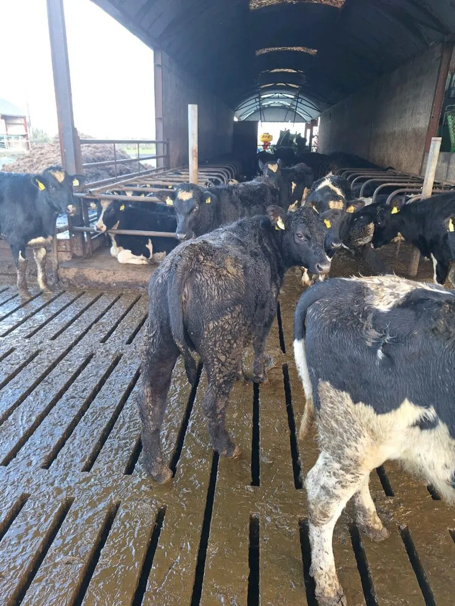 Hereford Blue and Angus heifers - Image 4