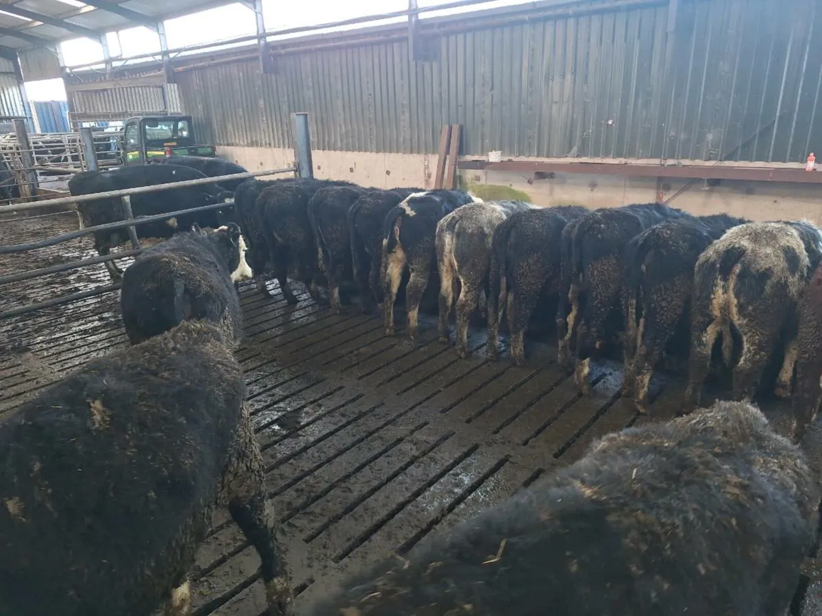 Hereford Blue and Angus heifers - Image 2