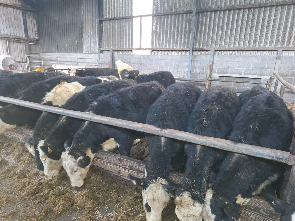 Hereford Blue and Angus heifers - Image 3