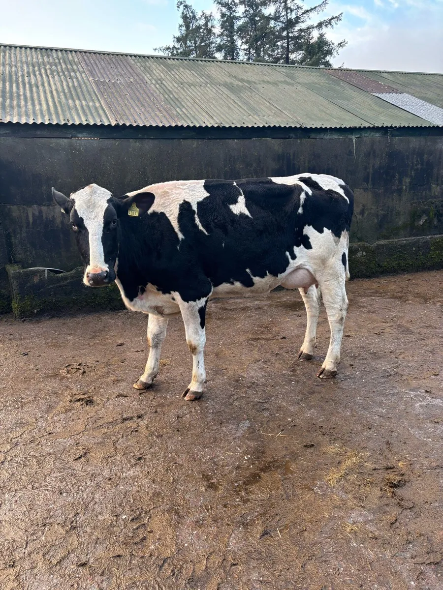 Calved Heifers Bandon Mart - Image 1