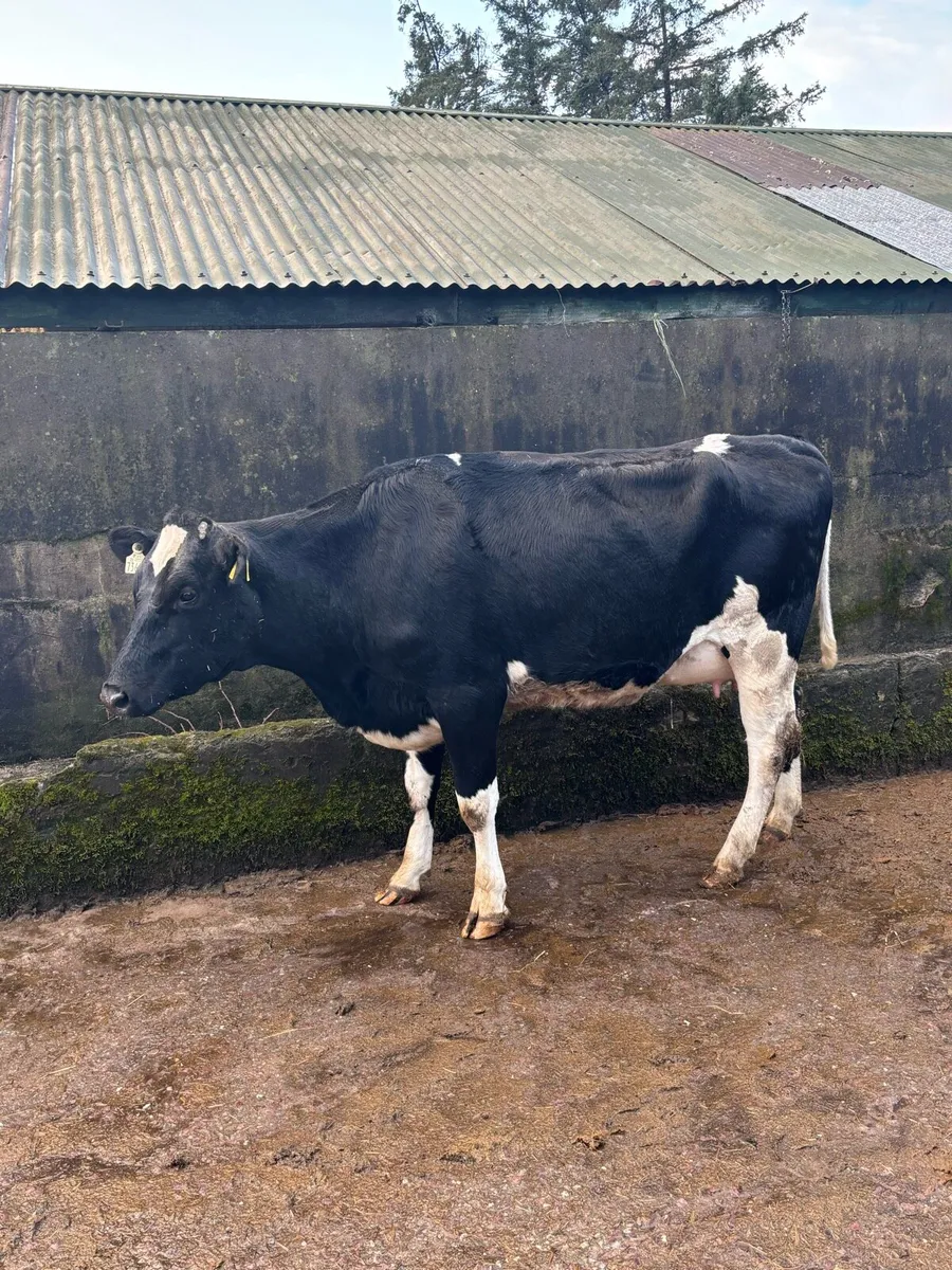 Calved Heifers Bandon Mart - Image 2