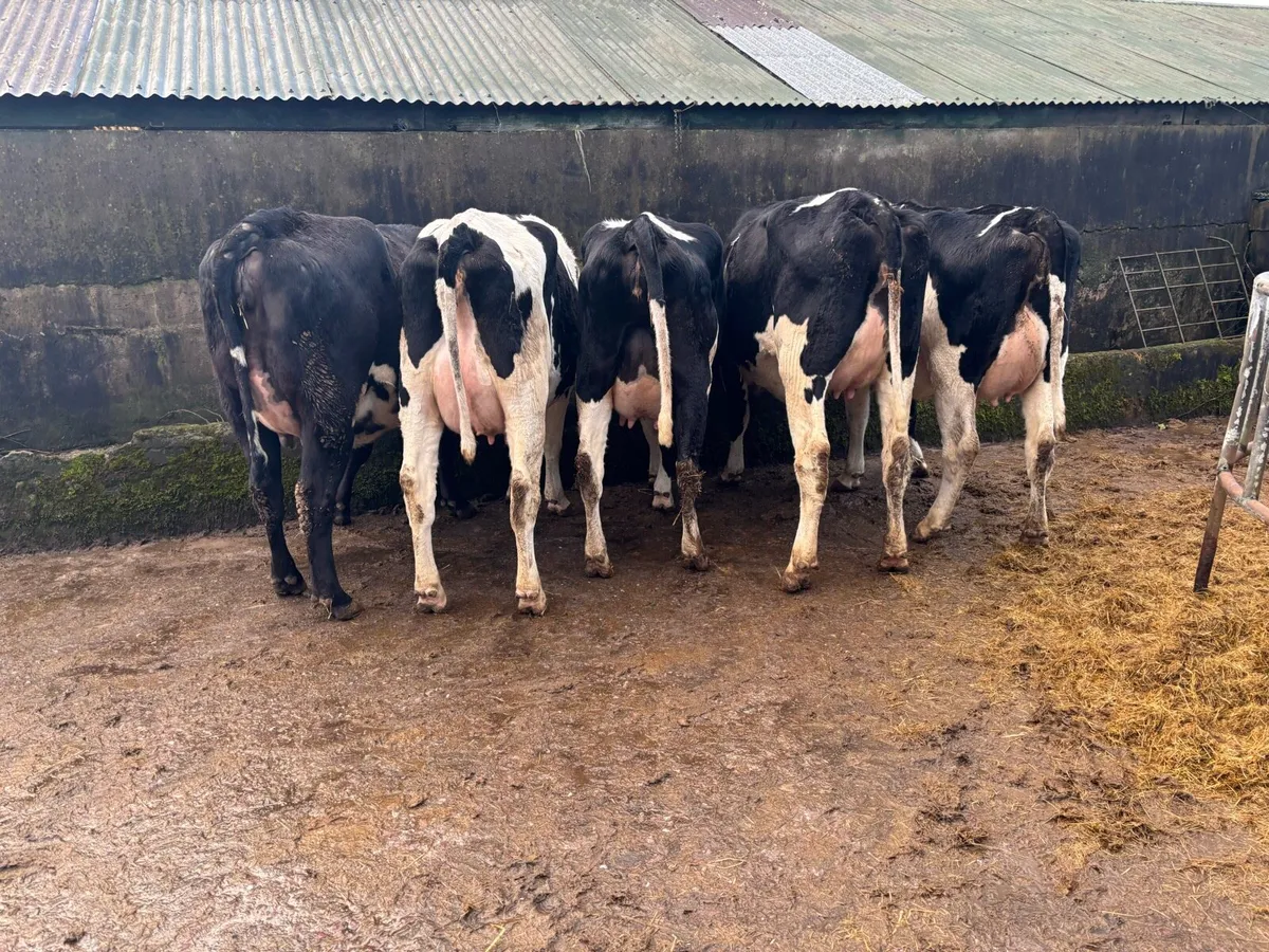 Calved Heifers Bandon Mart - Image 3
