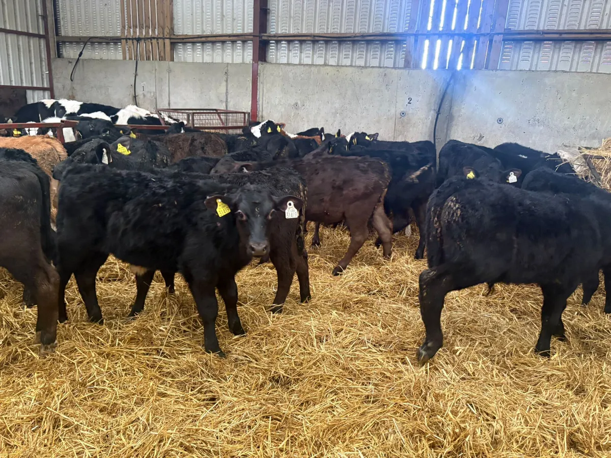 30 autumn reared bull calves - Image 1