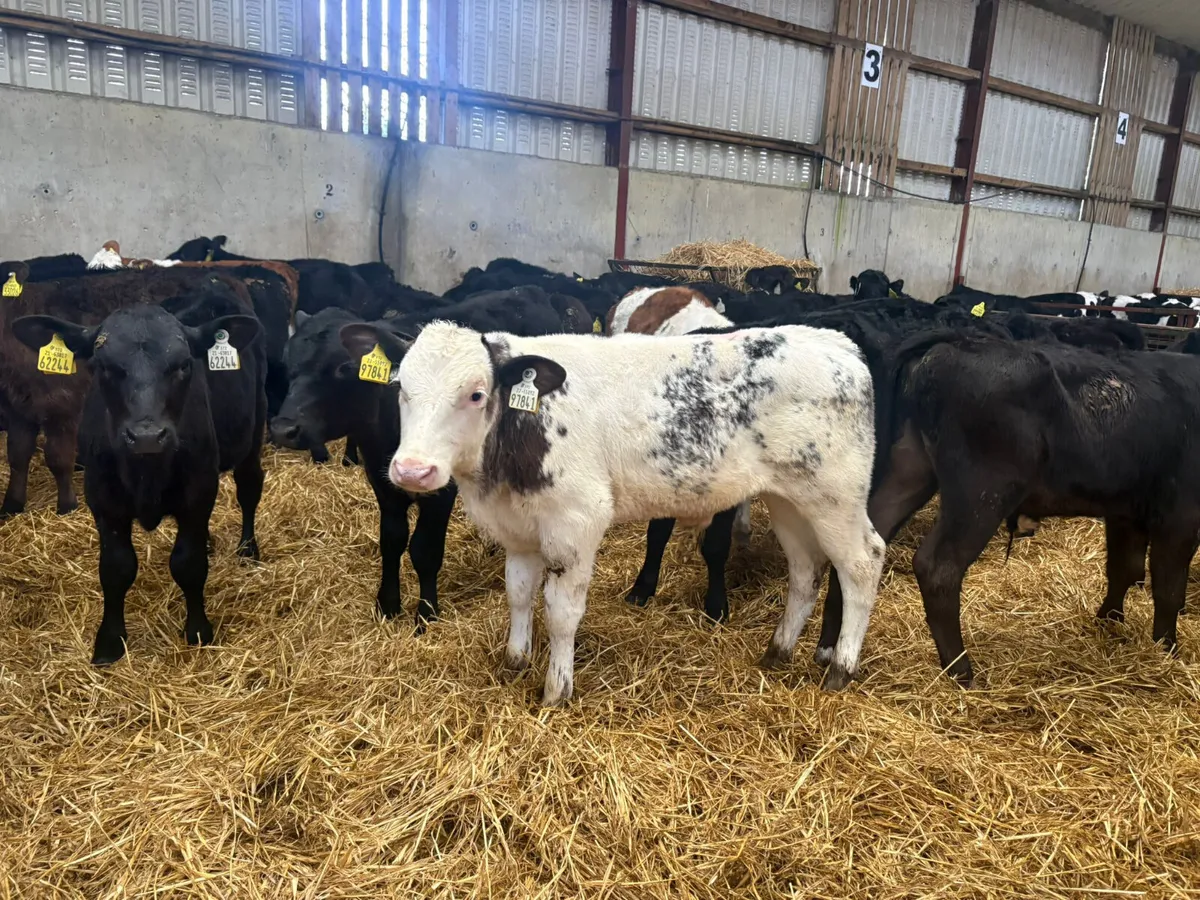 30 autumn reared bull calves - Image 3