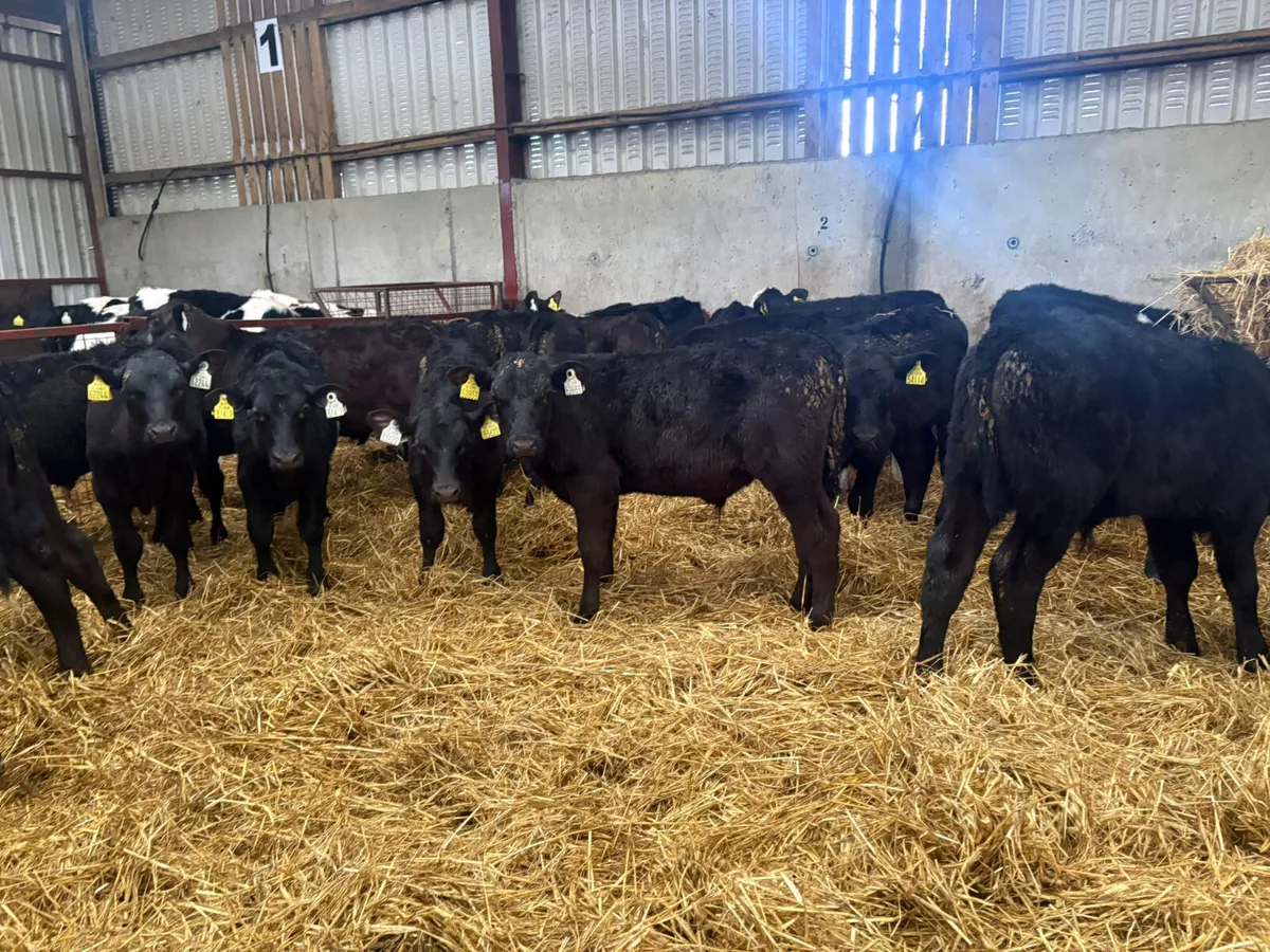 30 autumn reared bull calves - Image 4