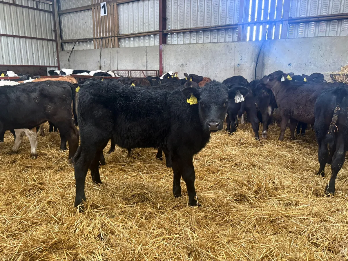 30 autumn reared bull calves - Image 2