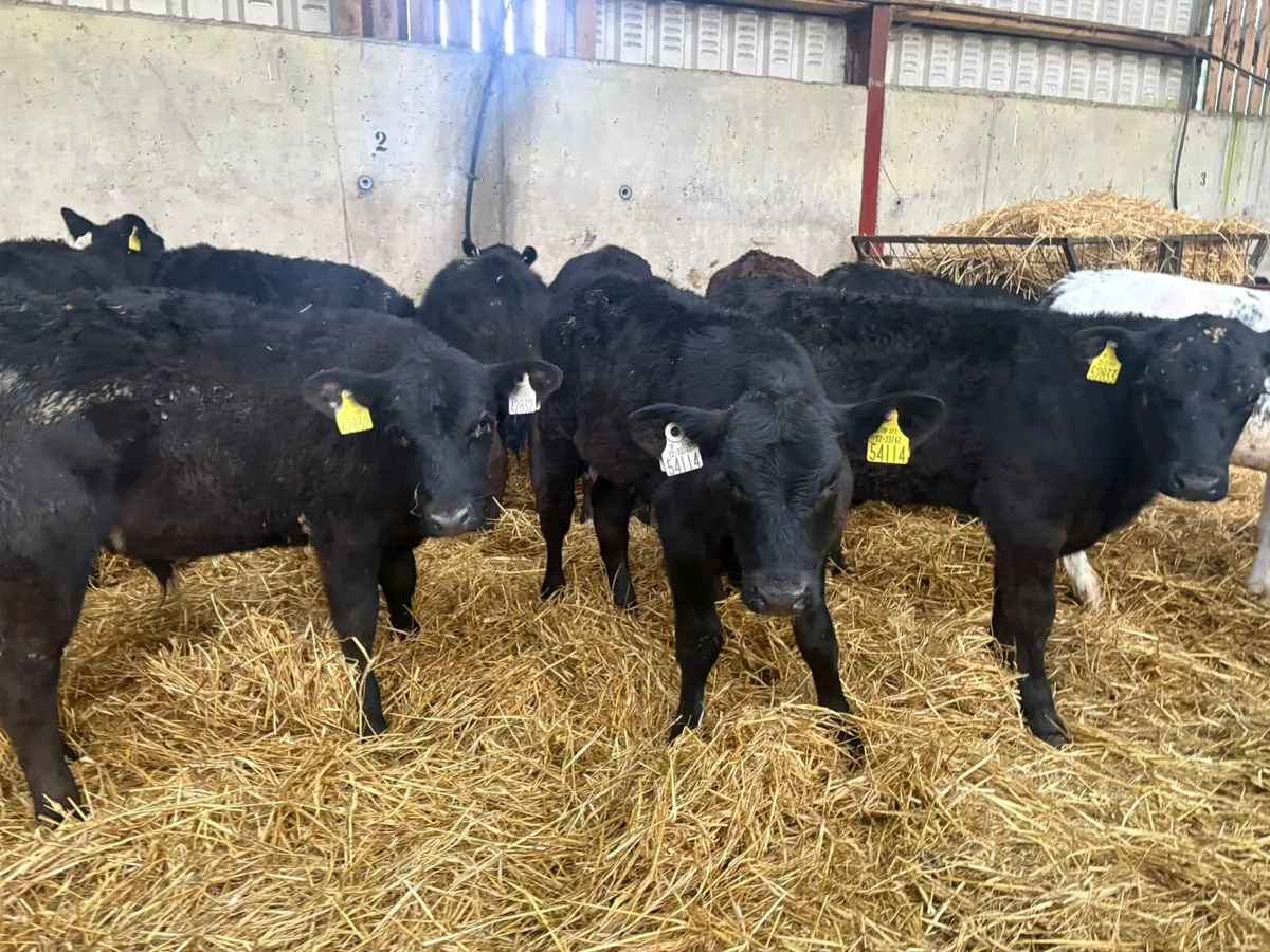 15 Reared bull calves - Image 3