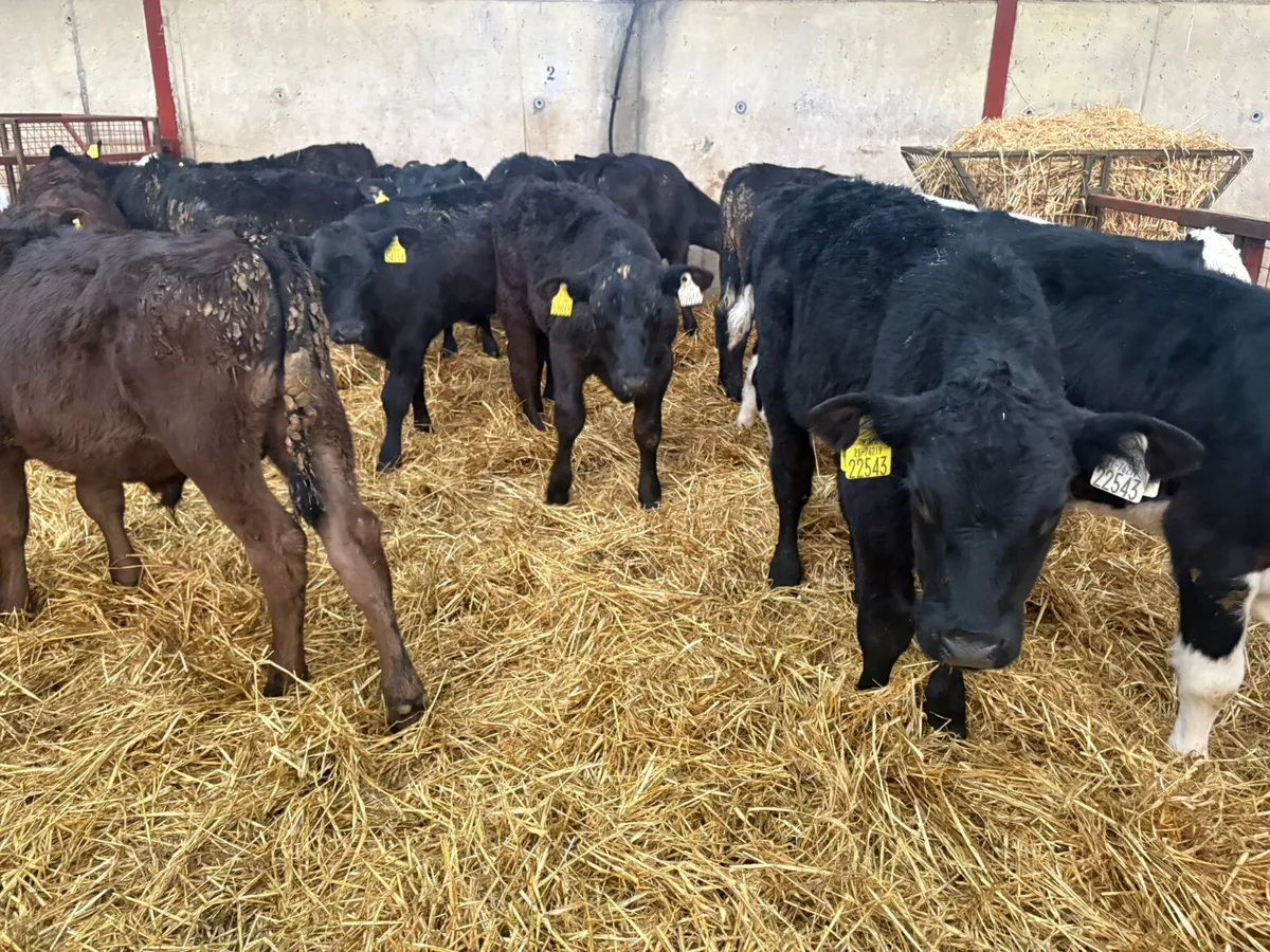 15 Reared bull calves - Image 2