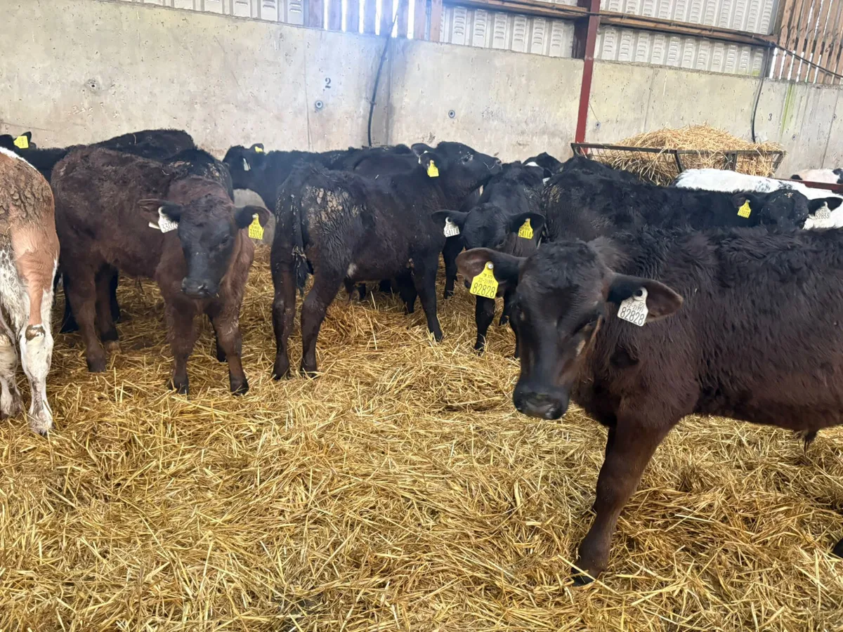 15 Reared bull calves - Image 1