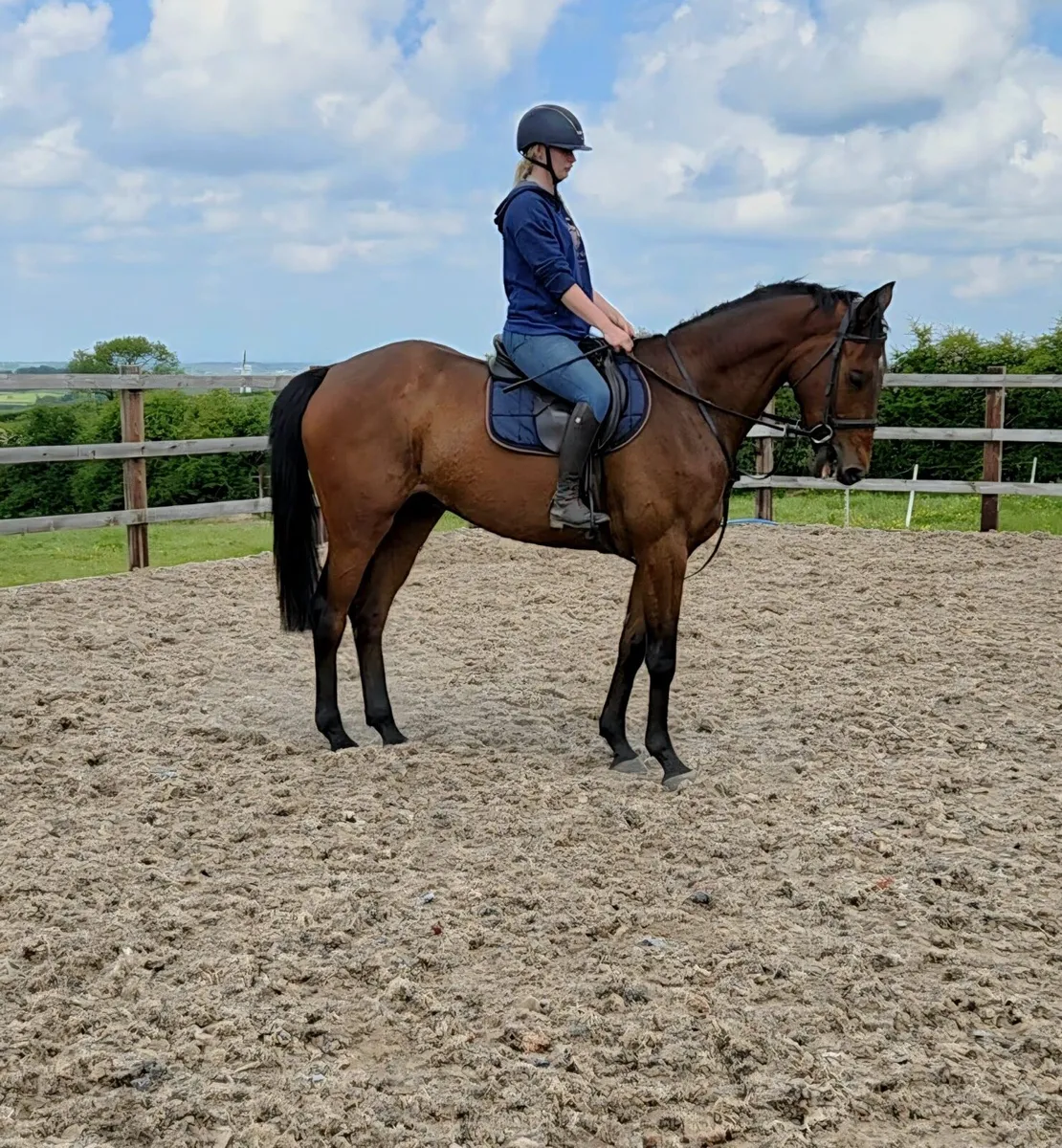 5yr old gelding - Image 1