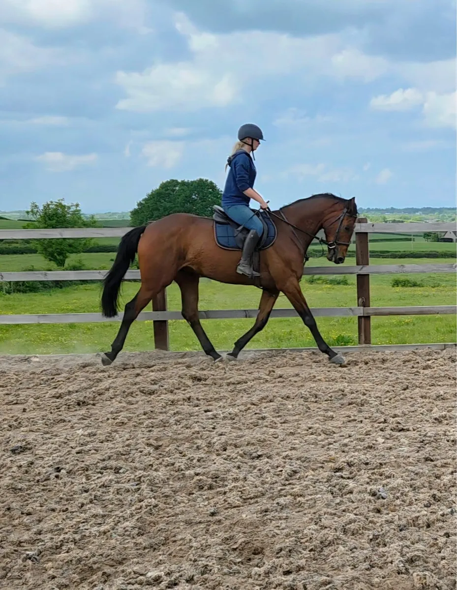 5yr old gelding - Image 2