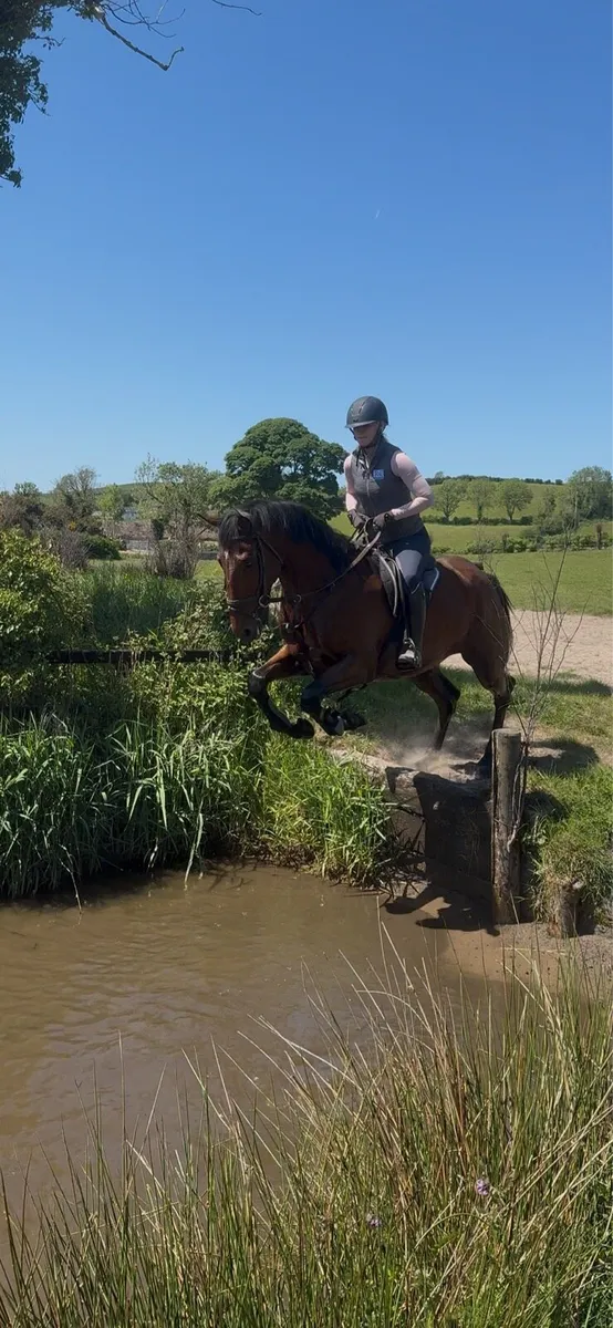 5yr old gelding - Image 3