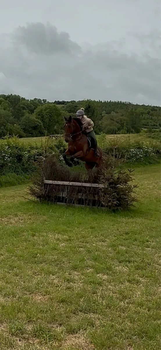 5yr old gelding - Image 4