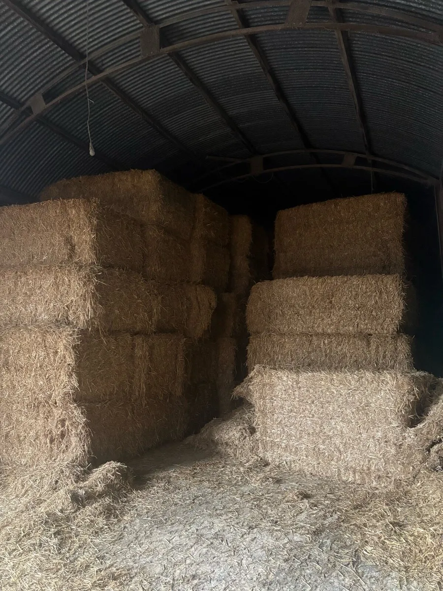 Quality English chopped Wheat straw