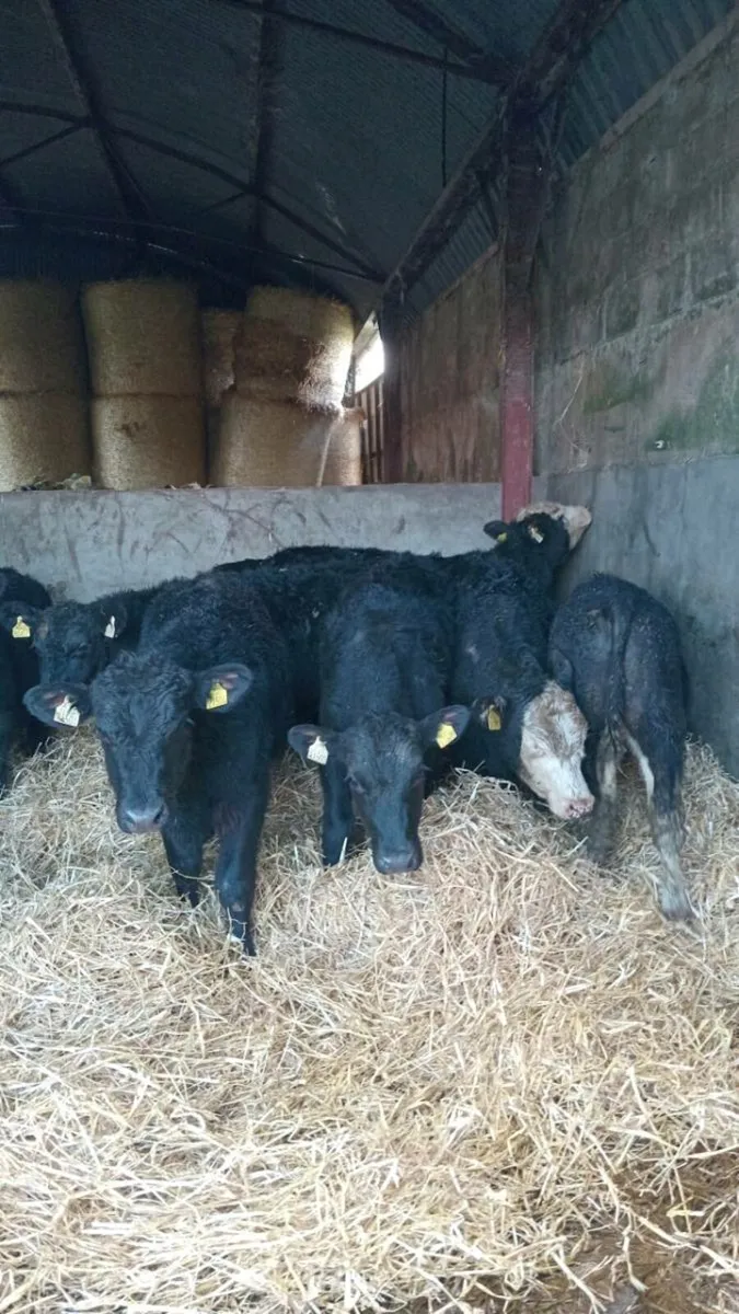 8 smashing 280kg hereford and angus bullock - Image 2