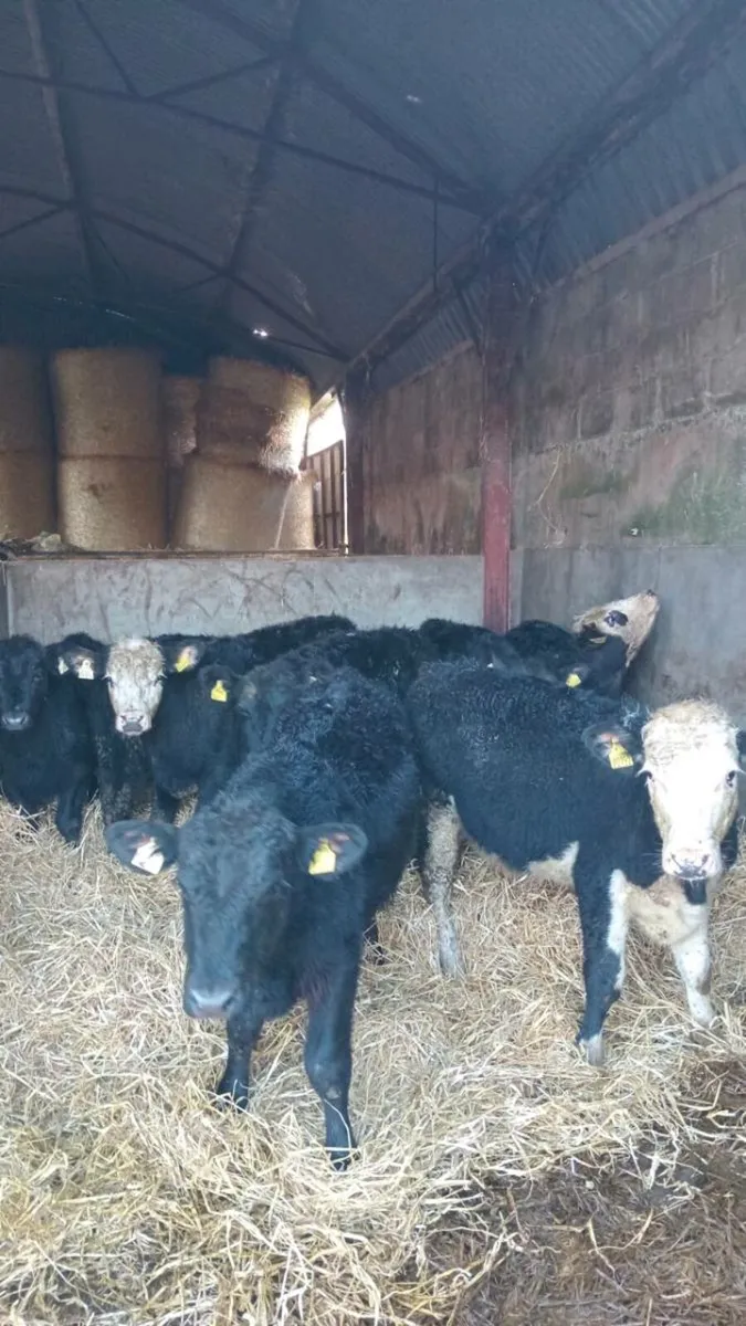 8 smashing 280kg hereford and angus bullock - Image 3