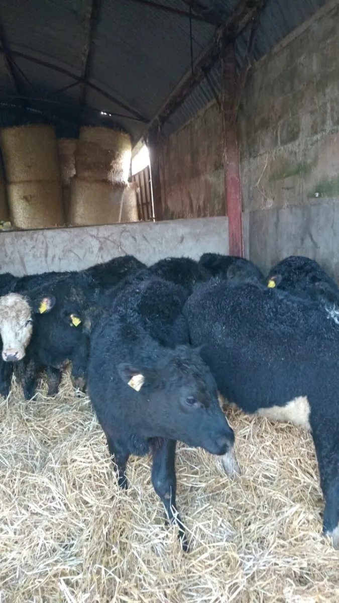 8 smashing 280kg hereford and angus bullock - Image 1