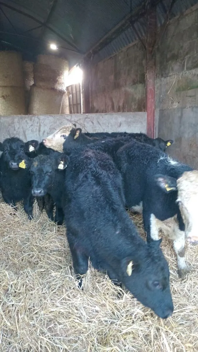 8 smashing 280kg hereford and angus bullock - Image 4