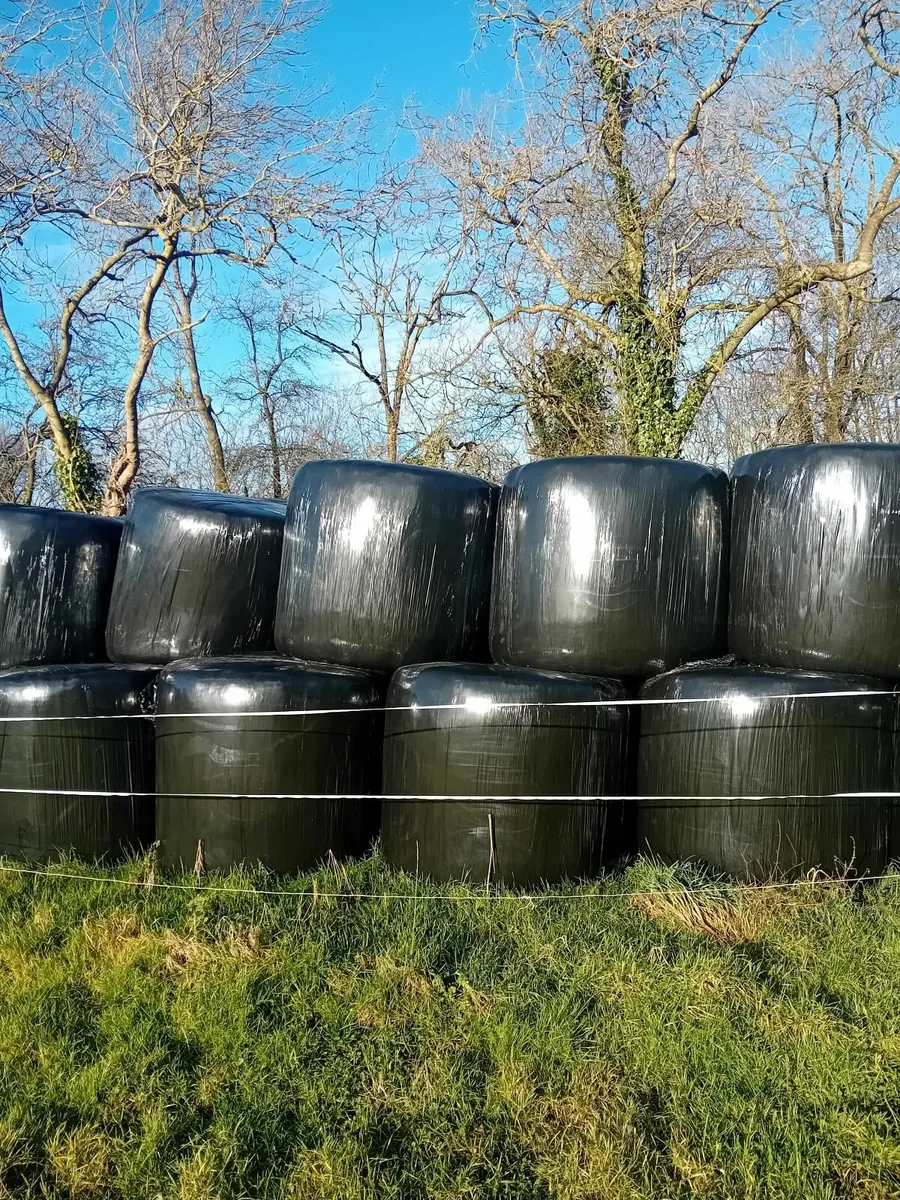 Round bales silage - Image 2
