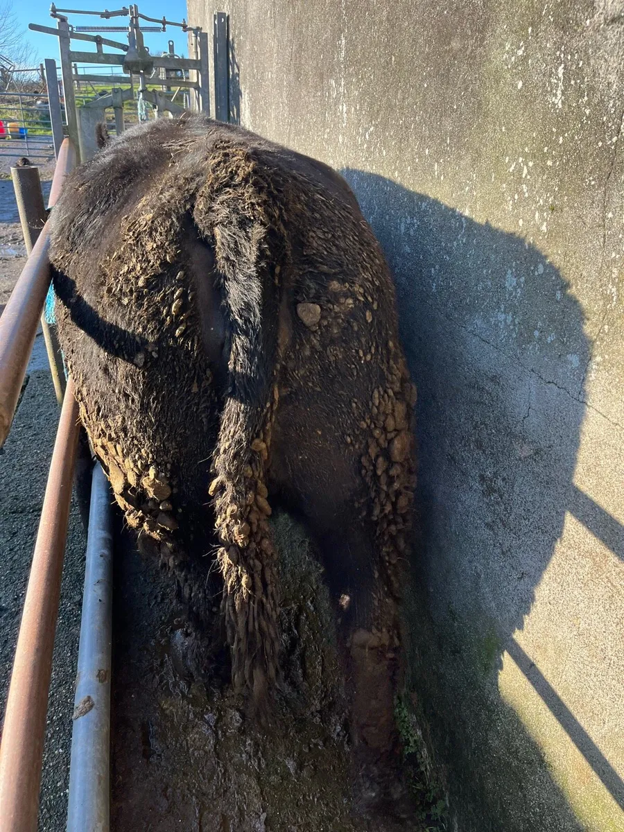 Pure bred Angus cows - Image 3