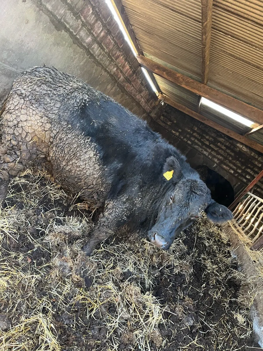 Pure bred Angus cows - Image 1