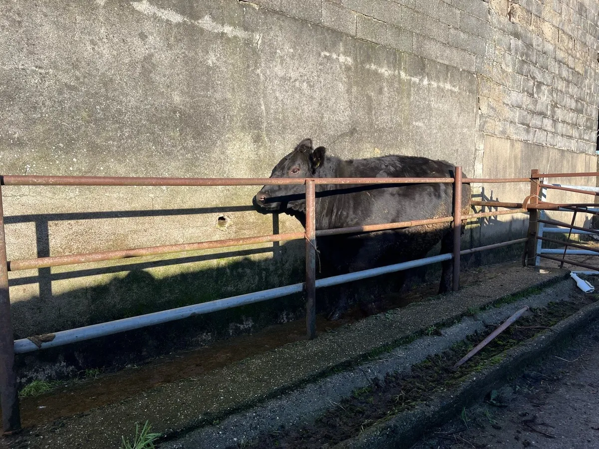 Pure bred Angus cows - Image 2