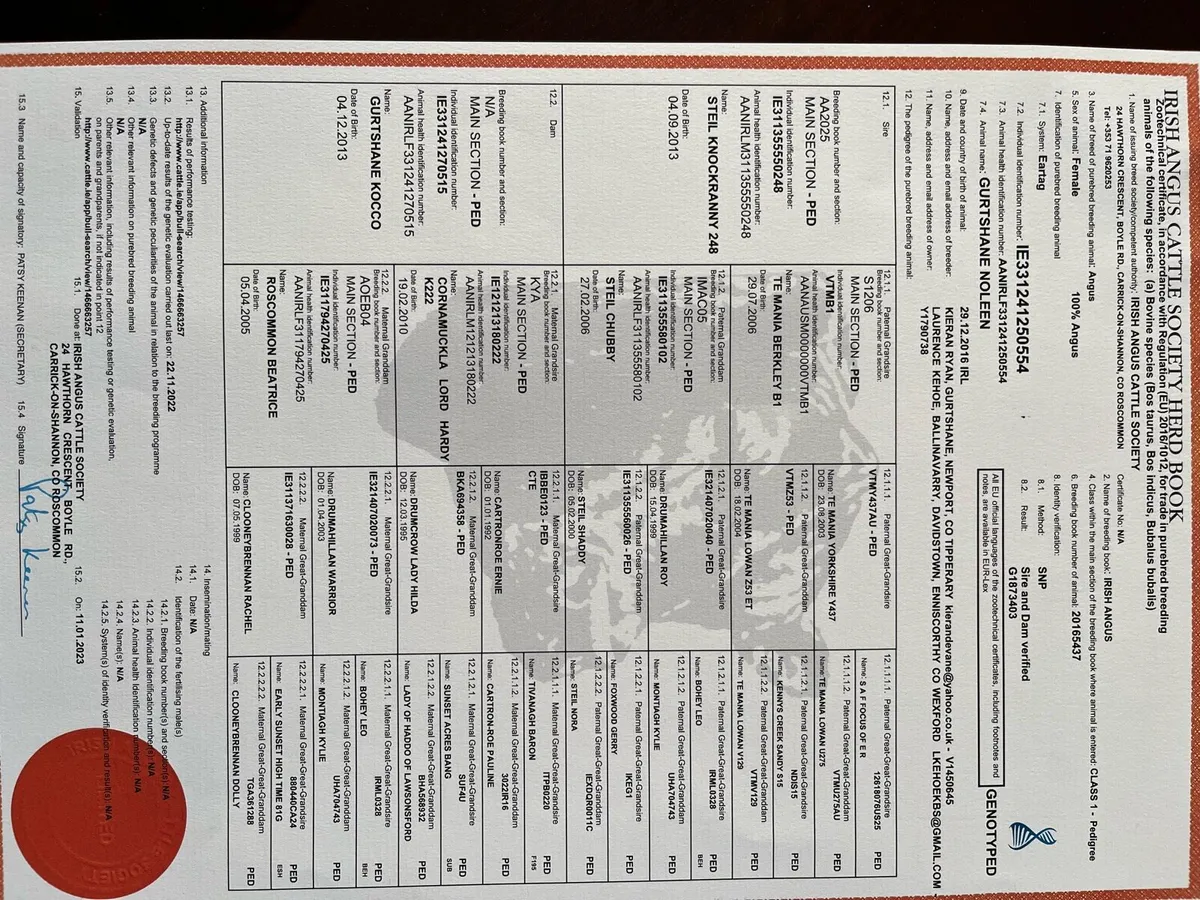 Pure bred Angus cows - Image 4