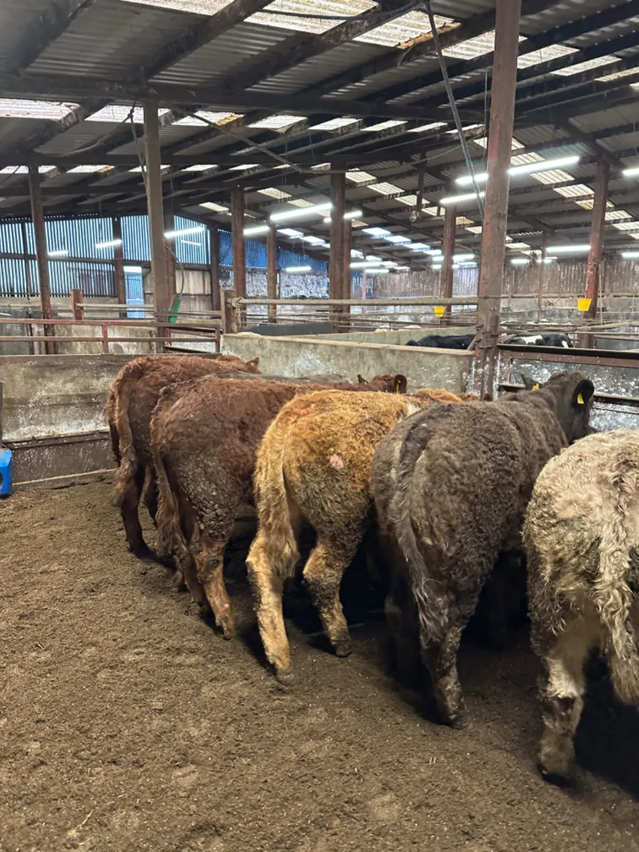 Lim and Charolais bullocks - Image 4