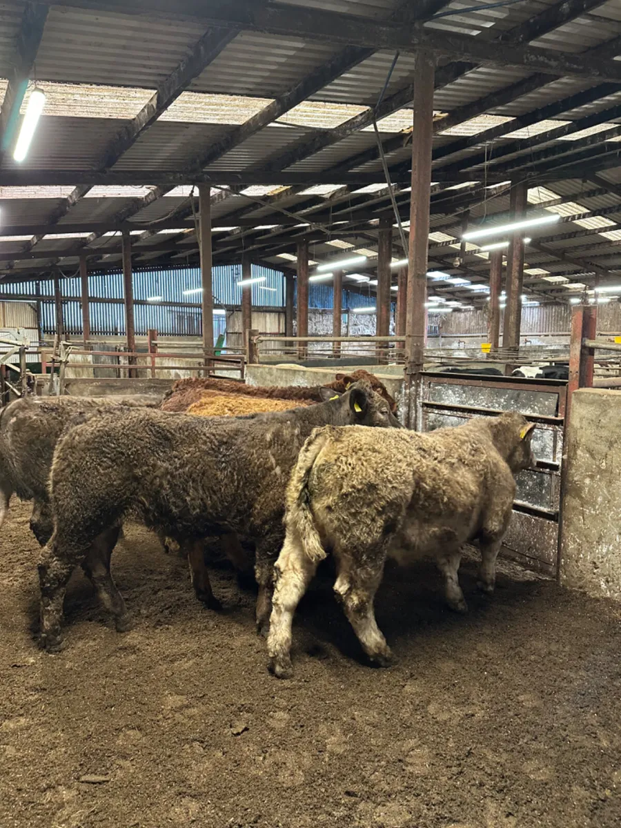 Lim and Charolais bullocks - Image 1