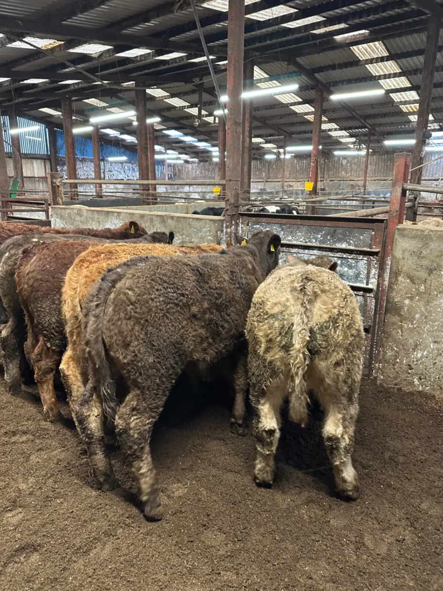 Lim and Charolais bullocks - Image 2